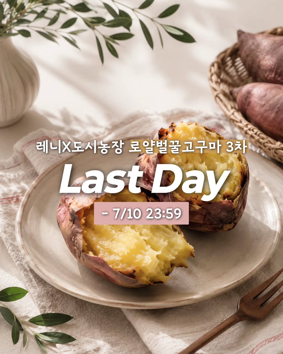 로얄벌꿀고구마