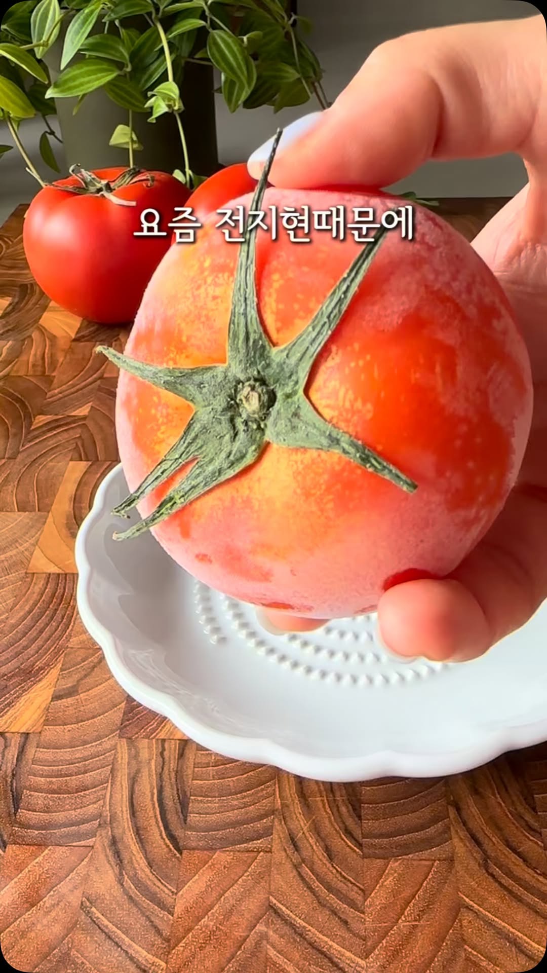 판콘토마테 강판접시