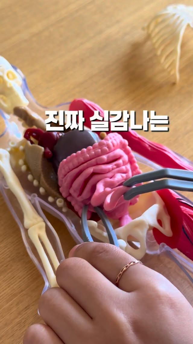 인체모형교구