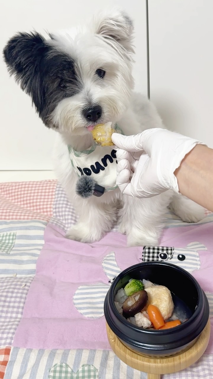 강아지 삼계탕