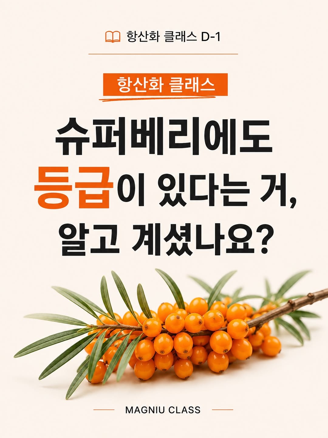씨베리 (Sea Buckthorn)