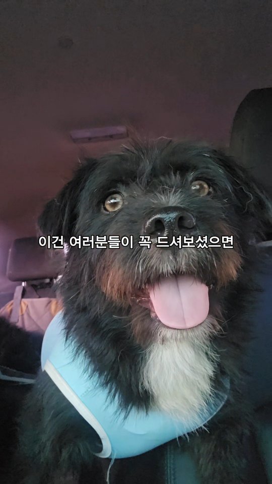 2번 구운 곱창김