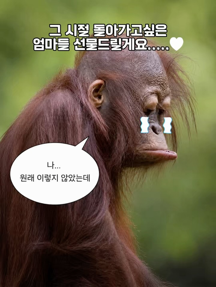 버블팩