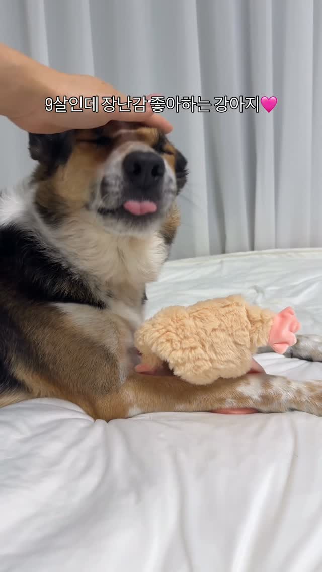 가티가티인형 4종