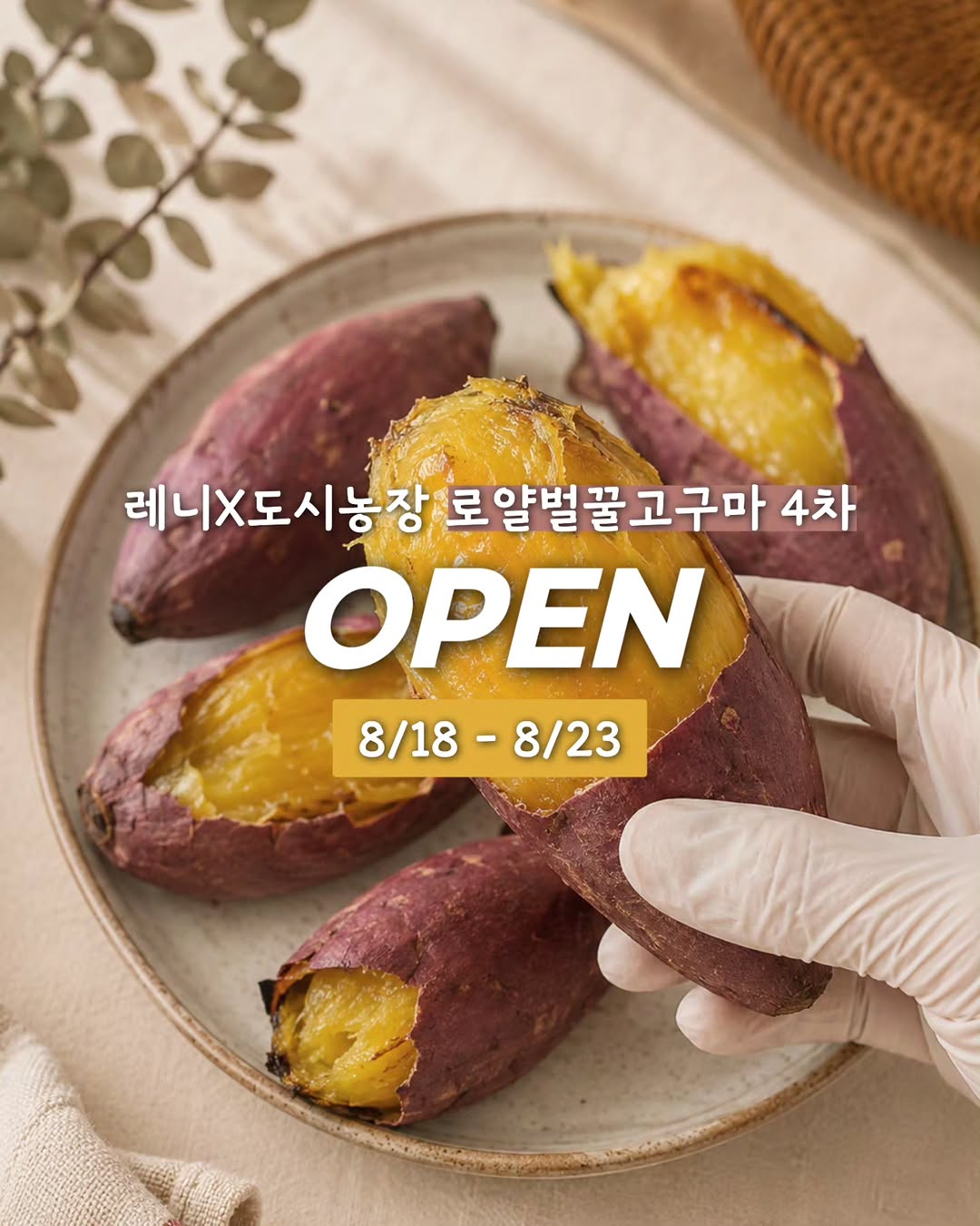 로얄벌꿀고구마