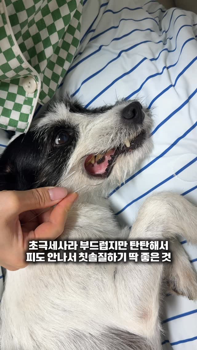 정글몬스터 칫솔