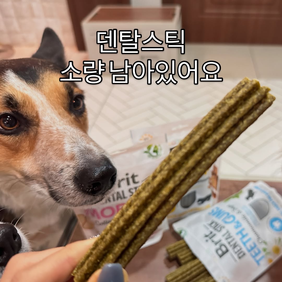 덴탈스틱