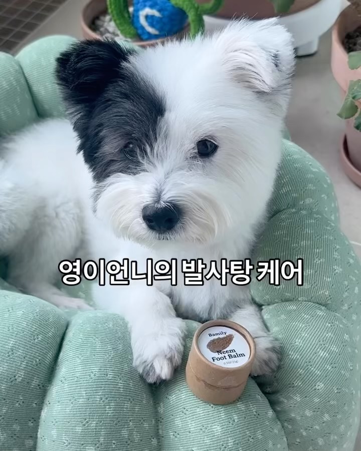 넥카라 탈출 앰플