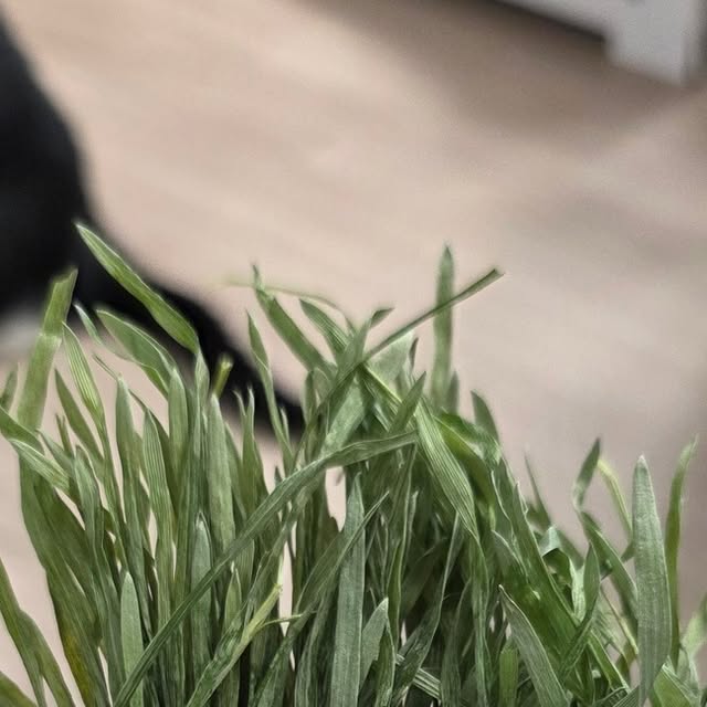 캣그라스
