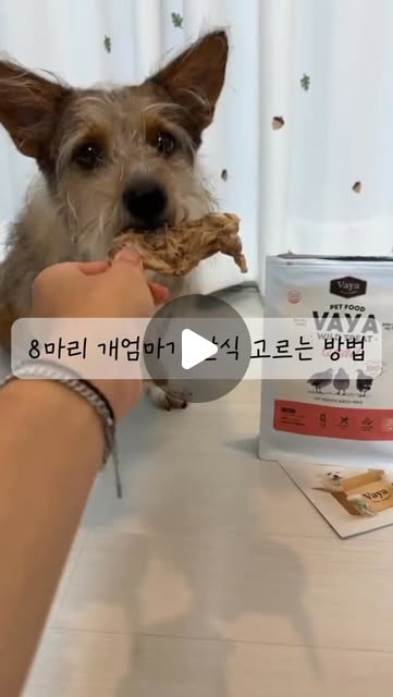 동결건조 간식