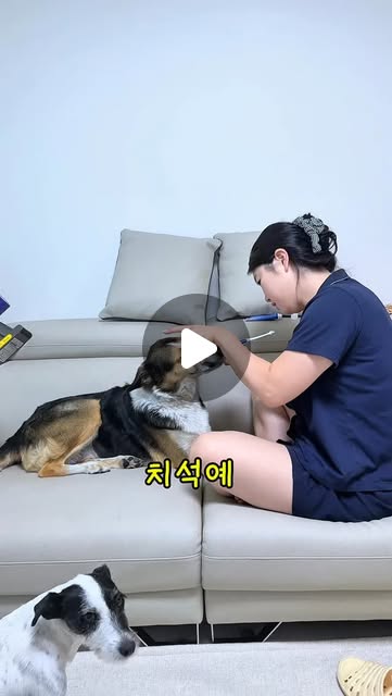 덴티 프리미엄