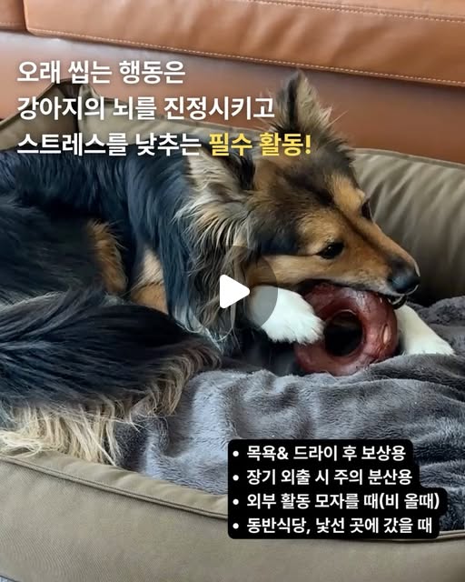 엘리야