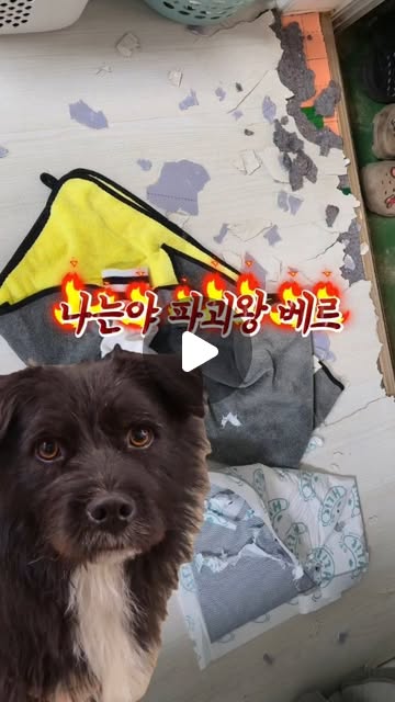 노즈워크 장난감