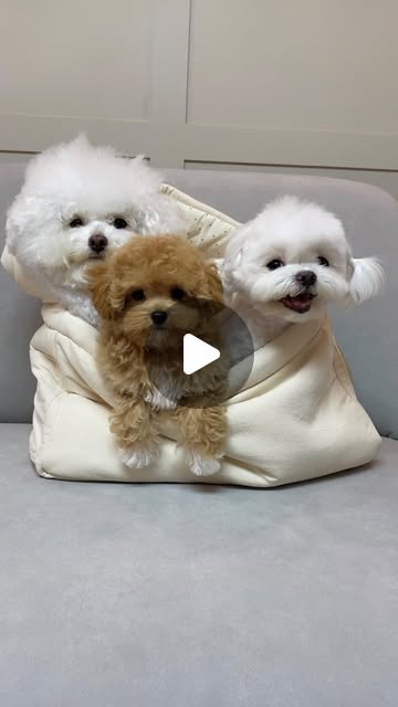 오메가3