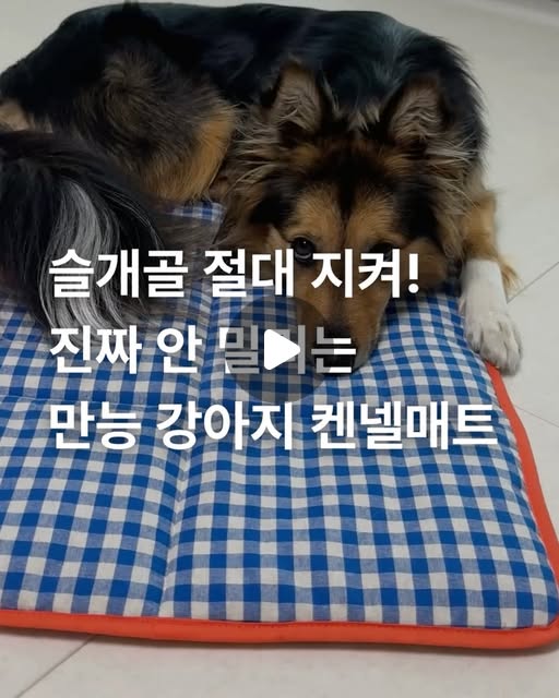 강아지 매트