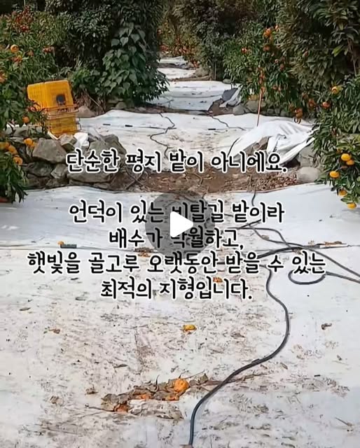 프리미엄 제주 타이벡 감귤